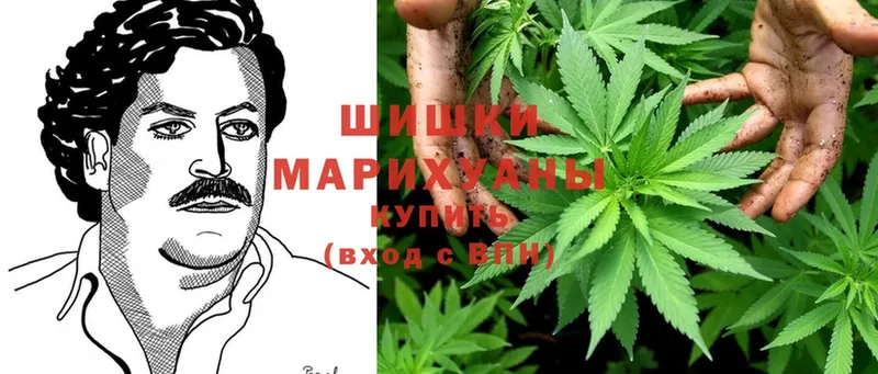 купить наркотики цена  Орехово-Зуево  Бошки марихуана THC 21% 